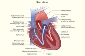 heart image