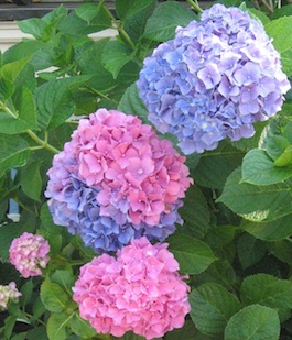 Hydrangeas Near My Parents' Home