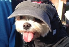 Our family’s dog is ready for the Red Sox celebration parade.