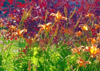 day lillies