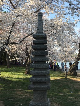 cherryblossoms