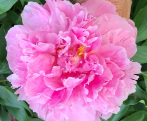 peony social distancing stages