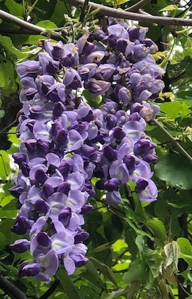 wisteria